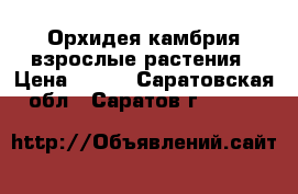 Орхидея камбрия взрослые растения › Цена ­ 350 - Саратовская обл., Саратов г.  »    